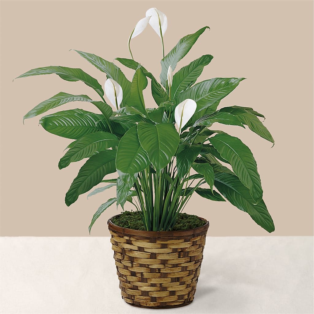 Tranquil Moments Peace Lily Plant – Jen-mor Florist Inc, Dover DE