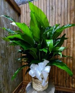 10 SPATH –  Jen-mor Florist Inc, Dover DE