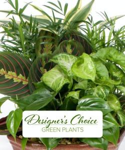 DESIGNERS CHOICE DISH GARDEN –  Jen-mor Florist Inc, Dover DE